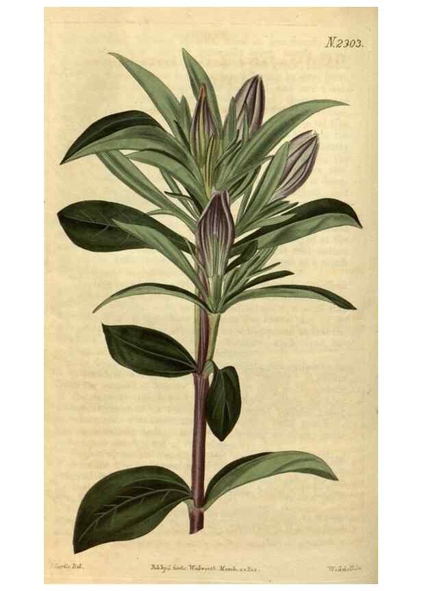 Reproducción/Reproduction 34380960173: Curtis's botanical magazine.. London ; New York [etc.] :Academic Press [etc.]