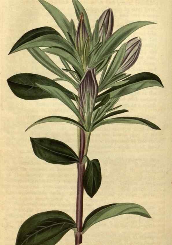 Reproducción/Reproduction 34380960173: Curtis's botanical magazine.. London ; New York [etc.] :Academic Press [etc.]