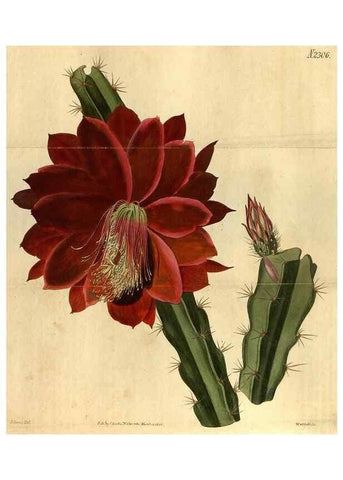 Reproducción/Reproduction 35060052991: Curtis's botanical magazine.. London ; New York [etc.] :Academic Press [etc.]