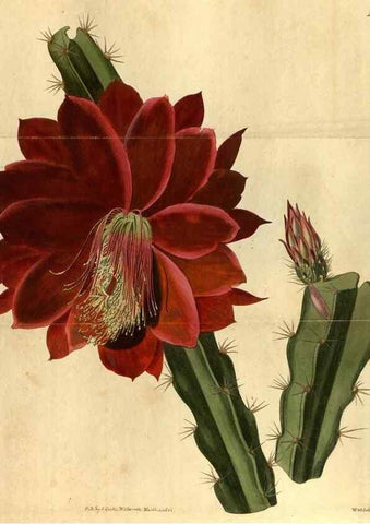 Reproducción/Reproduction 35060052991: Curtis's botanical magazine.. London ; New York [etc.] :Academic Press [etc.]