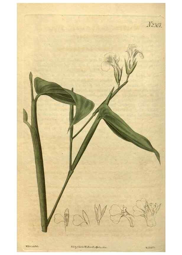 Reproducción/Reproduction 35025183942: Curtis's botanical magazine.. London ; New York [etc.] :Academic Press [etc.]
