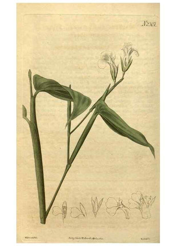 Reproducción/Reproduction 35025183942: Curtis's botanical magazine.. London ; New York [etc.] :Academic Press [etc.]