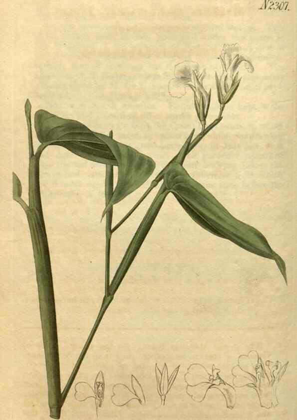 Reproducción/Reproduction 35025183942: Curtis's botanical magazine.. London ; New York [etc.] :Academic Press [etc.]