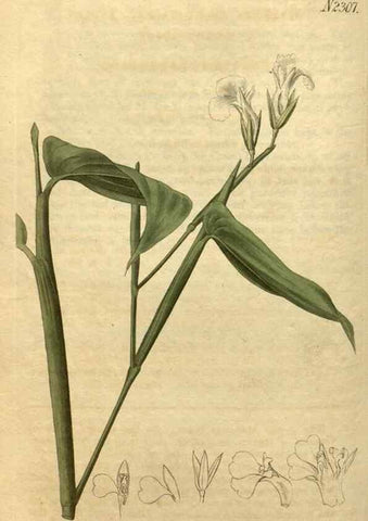Reproducción/Reproduction 35025183942: Curtis's botanical magazine.. London ; New York [etc.] :Academic Press [etc.]