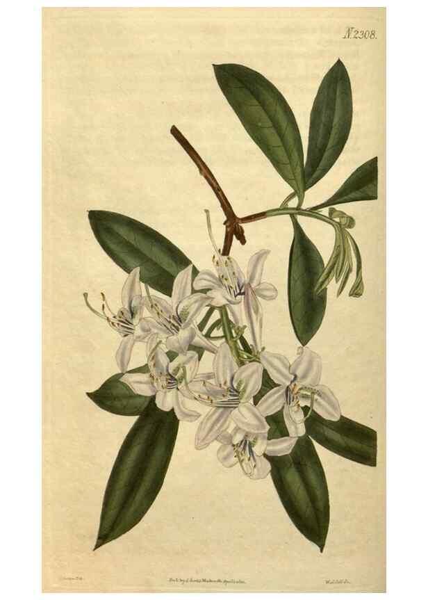 Reproducción/Reproduction 35190496315: Curtis's botanical magazine.. London ; New York [etc.] :Academic Press [etc.]