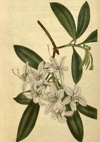 Reproducción/Reproduction 35190496315: Curtis's botanical magazine.. London ; New York [etc.] :Academic Press [etc.]