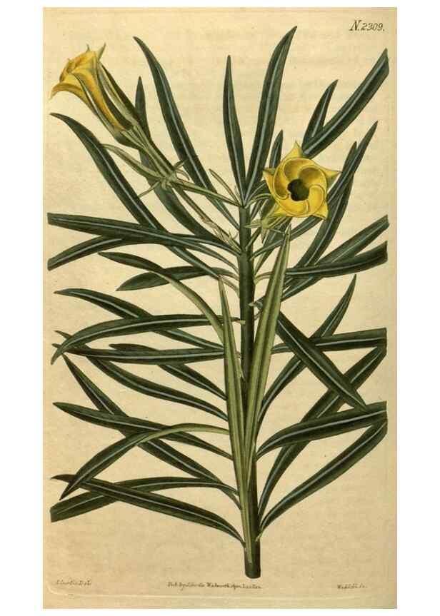 Reproducción/Reproduction 35060060481: Curtis's botanical magazine.. London ; New York [etc.] :Academic Press [etc.]