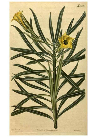 Reproducción/Reproduction 35060060481: Curtis's botanical magazine.. London ; New York [etc.] :Academic Press [etc.]