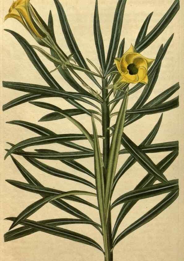 Reproducción/Reproduction 35060060481: Curtis's botanical magazine.. London ; New York [etc.] :Academic Press [etc.]