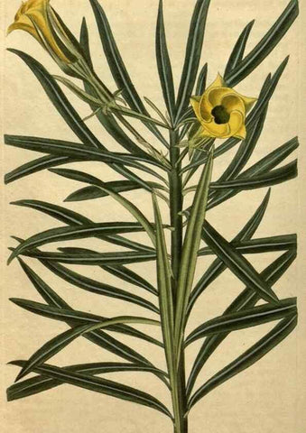 Reproducción/Reproduction 35060060481: Curtis's botanical magazine.. London ; New York [etc.] :Academic Press [etc.]