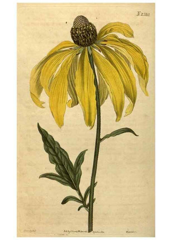 Reproducción/Reproduction 34803895950: Curtis's botanical magazine.. London ; New York [etc.] :Academic Press [etc.]