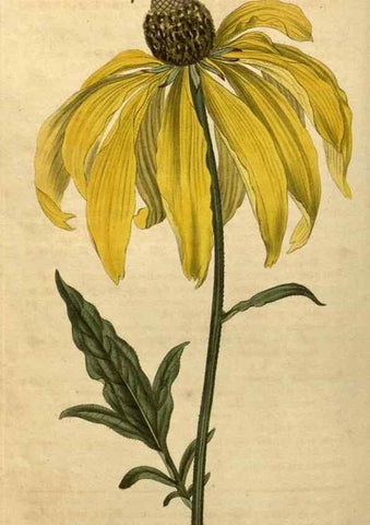 Reproducción/Reproduction 34803895950: Curtis's botanical magazine.. London ; New York [etc.] :Academic Press [etc.]