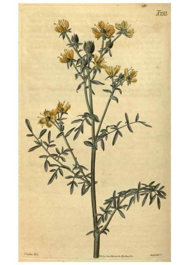 Reproducción/Reproduction 35025187922: Curtis's botanical magazine.. London ; New York [etc.] :Academic Press [etc.]