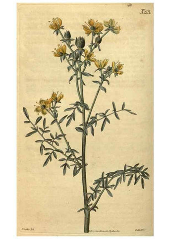 Reproducción/Reproduction 35025187922: Curtis's botanical magazine.. London ; New York [etc.] :Academic Press [etc.]