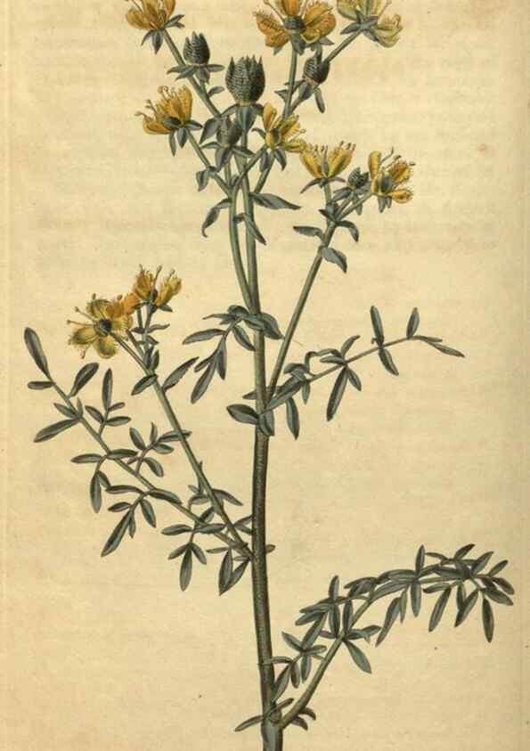 Reproducción/Reproduction 35025187922: Curtis's botanical magazine.. London ; New York [etc.] :Academic Press [etc.]