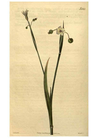 Reproducción/Reproduction 34803898740: Curtis's botanical magazine.. London ; New York [etc.] :Academic Press [etc.]