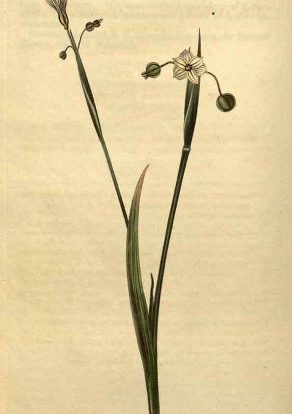 Reproducción/Reproduction 34803898740: Curtis's botanical magazine.. London ; New York [etc.] :Academic Press [etc.]