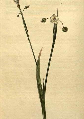 Reproducción/Reproduction 34803898740: Curtis's botanical magazine.. London ; New York [etc.] :Academic Press [etc.]