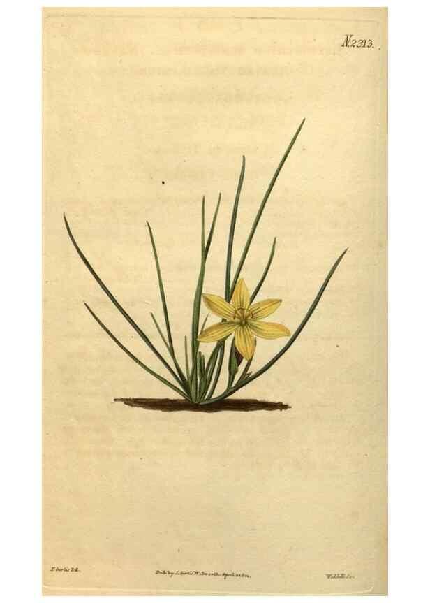 Reproducción/Reproduction 34803900000: Curtis's botanical magazine.. London ; New York [etc.] :Academic Press [etc.]