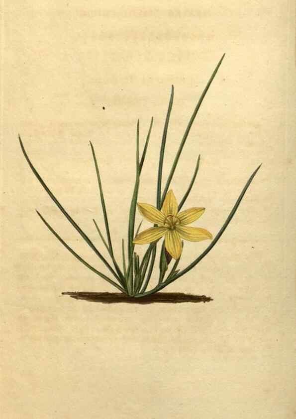 Reproducción/Reproduction 34803900000: Curtis's botanical magazine.. London ; New York [etc.] :Academic Press [etc.]