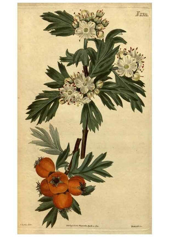 Reproducción/Reproduction 35150242646: Curtis's botanical magazine.. London ; New York [etc.] :Academic Press [etc.]