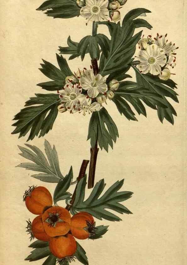 Reproducción/Reproduction 35150242646: Curtis's botanical magazine.. London ; New York [etc.] :Academic Press [etc.]