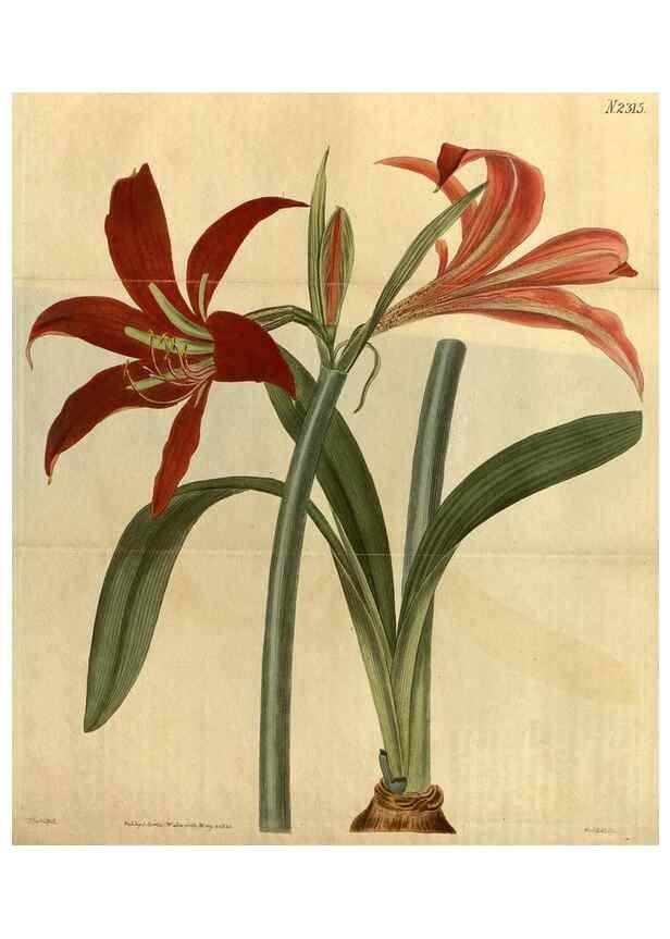 Reproducción/Reproduction 34803903100: Curtis's botanical magazine.. London ; New York [etc.] :Academic Press [etc.]