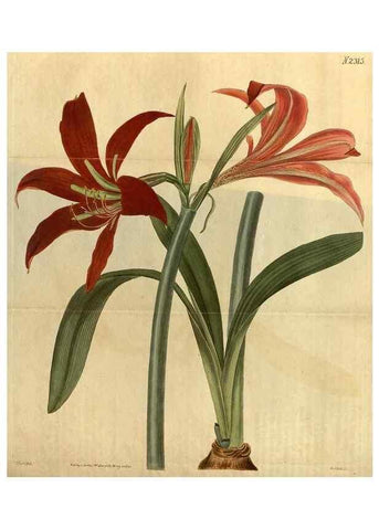 Reproducción/Reproduction 34803903100: Curtis's botanical magazine.. London ; New York [etc.] :Academic Press [etc.]