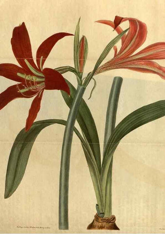 Reproducción/Reproduction 34803903100: Curtis's botanical magazine.. London ; New York [etc.] :Academic Press [etc.]