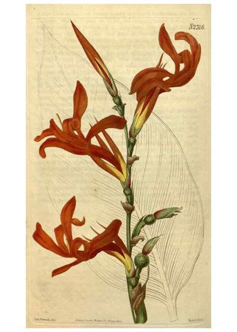 Reproducción/Reproduction 35150245876: Curtis's botanical magazine.. London ; New York [etc.] :Academic Press [etc.]