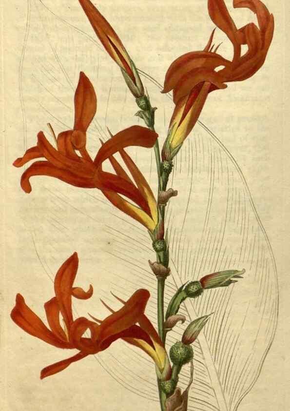 Reproducción/Reproduction 35150245876: Curtis's botanical magazine.. London ; New York [etc.] :Academic Press [etc.]