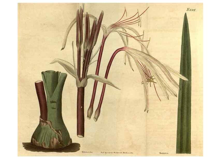 Reproducción/Reproduction 34380958343: Curtis's botanical magazine.. London ; New York [etc.] :Academic Press [etc.]