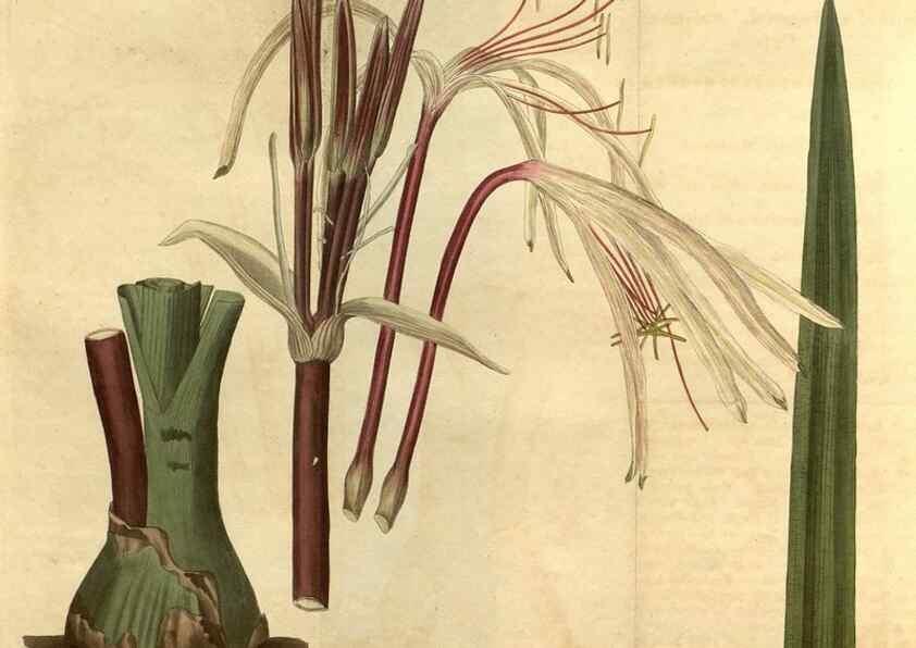 Reproducción/Reproduction 34380958343: Curtis's botanical magazine.. London ; New York [etc.] :Academic Press [etc.]