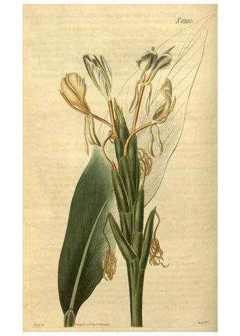 Reproducción/Reproduction 34380957333: Curtis's botanical magazine.. London ; New York [etc.] :Academic Press [etc.]