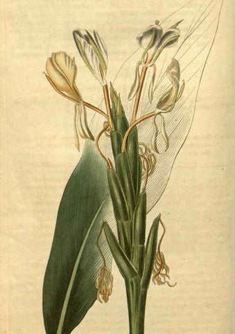 Reproducción/Reproduction 34380957333: Curtis's botanical magazine.. London ; New York [etc.] :Academic Press [etc.]