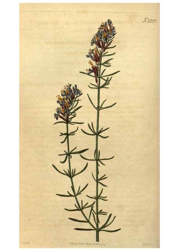 Reproducción/Reproduction 34380956003: Curtis's botanical magazine.. London ; New York [etc.] :Academic Press [etc.]