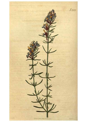 Reproducción/Reproduction 34380956003: Curtis's botanical magazine.. London ; New York [etc.] :Academic Press [etc.]