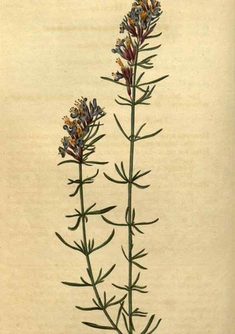 Reproducción/Reproduction 34380956003: Curtis's botanical magazine.. London ; New York [etc.] :Academic Press [etc.]