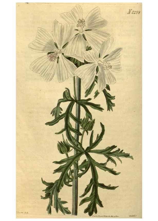 Reproducción/Reproduction 34380954553: Curtis's botanical magazine.. London ; New York [etc.] :Academic Press [etc.]