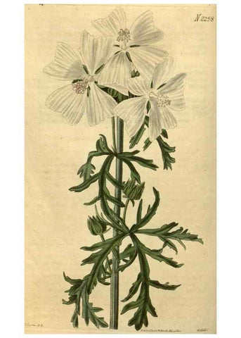 Reproducción/Reproduction 34380954553: Curtis's botanical magazine.. London ; New York [etc.] :Academic Press [etc.]