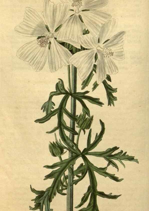 Reproducción/Reproduction 34380954553: Curtis's botanical magazine.. London ; New York [etc.] :Academic Press [etc.]