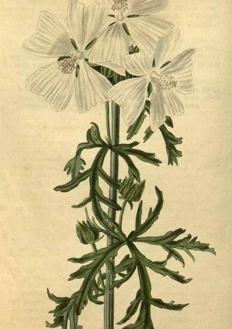 Reproducción/Reproduction 34380954553: Curtis's botanical magazine.. London ; New York [etc.] :Academic Press [etc.]