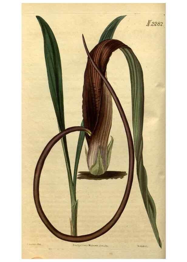 Reproducción/Reproduction 35190452655: Curtis's botanical magazine.. London ; New York [etc.] :Academic Press [etc.]