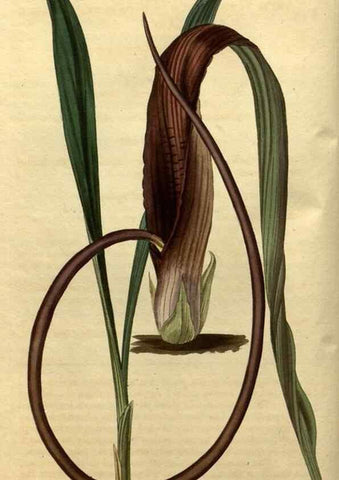 Reproducción/Reproduction 35190452655: Curtis's botanical magazine.. London ; New York [etc.] :Academic Press [etc.]