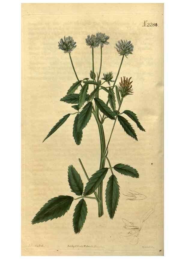 Reproducción/Reproduction 35190454775: Curtis's botanical magazine.. London ; New York [etc.] :Academic Press [etc.]