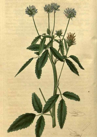 Reproducción/Reproduction 35190454775: Curtis's botanical magazine.. London ; New York [etc.] :Academic Press [etc.]