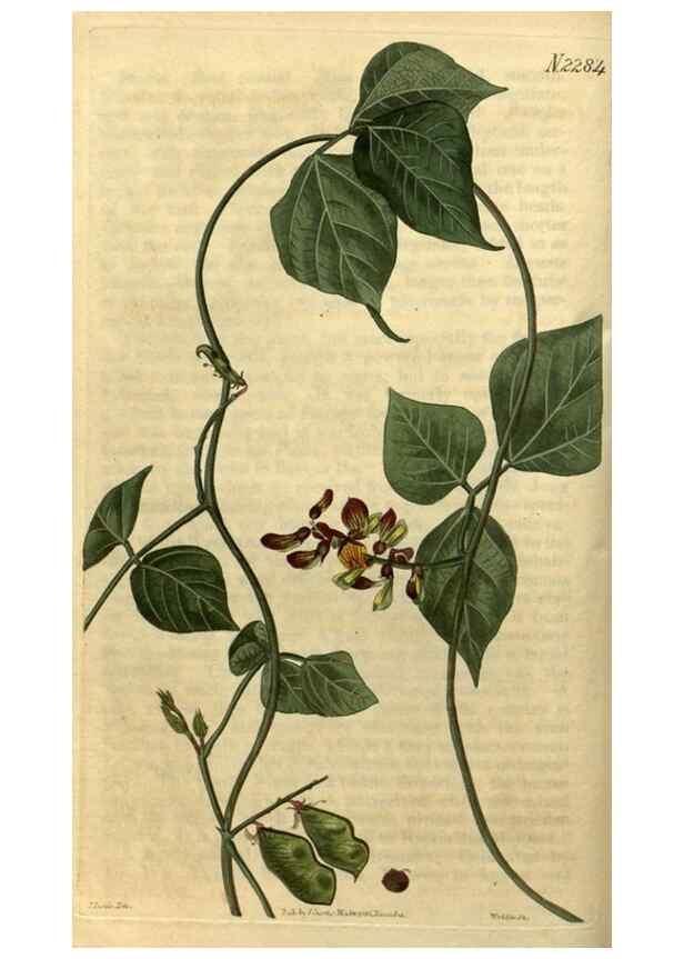 Reproducción/Reproduction 35190456905: Curtis's botanical magazine.. London ; New York [etc.] :Academic Press [etc.]