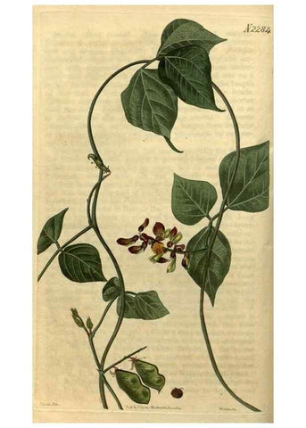 Reproducción/Reproduction 35190456905: Curtis's botanical magazine.. London ; New York [etc.] :Academic Press [etc.]