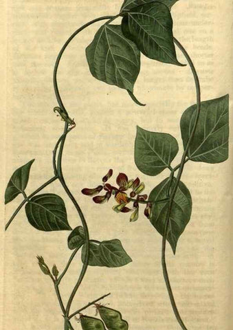 Reproducción/Reproduction 35190456905: Curtis's botanical magazine.. London ; New York [etc.] :Academic Press [etc.]