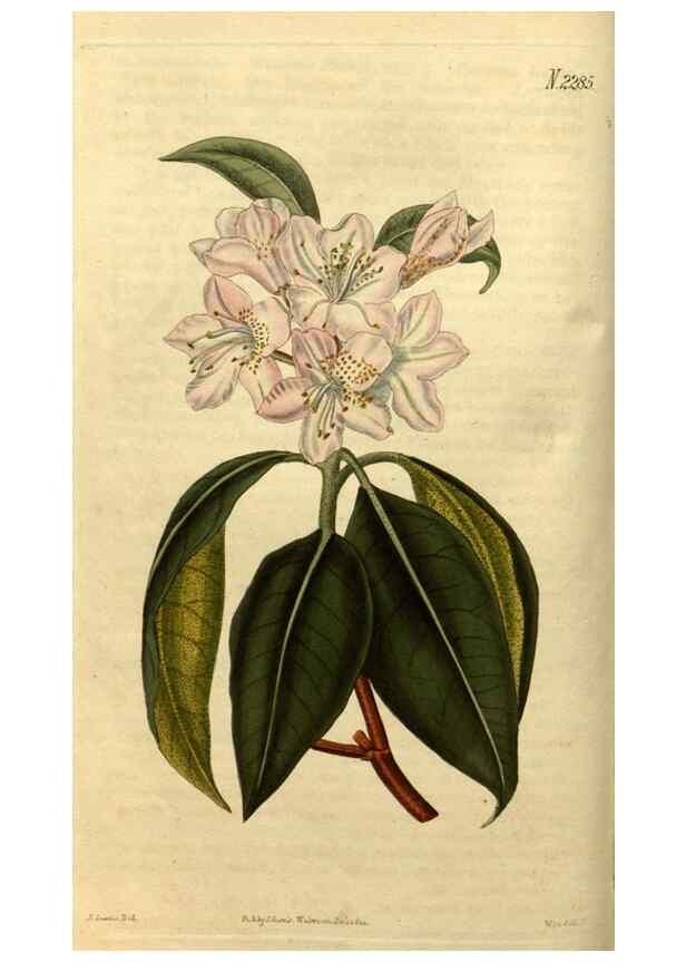 Reproducción/Reproduction 35190459405: Curtis's botanical magazine.. London ; New York [etc.] :Academic Press [etc.]